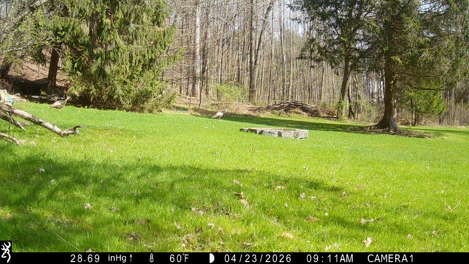 turkeys
